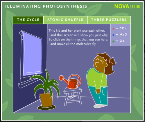 online simulation photosynthesis